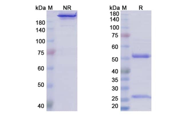 100UG VARLILUMAB ANTIBODY 100 UG