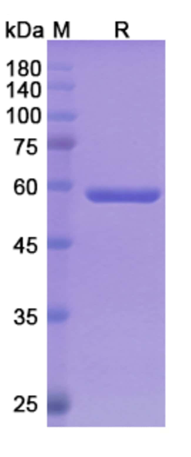 100UG PASOTUXIZUMAB ANTIBODY 100 UG