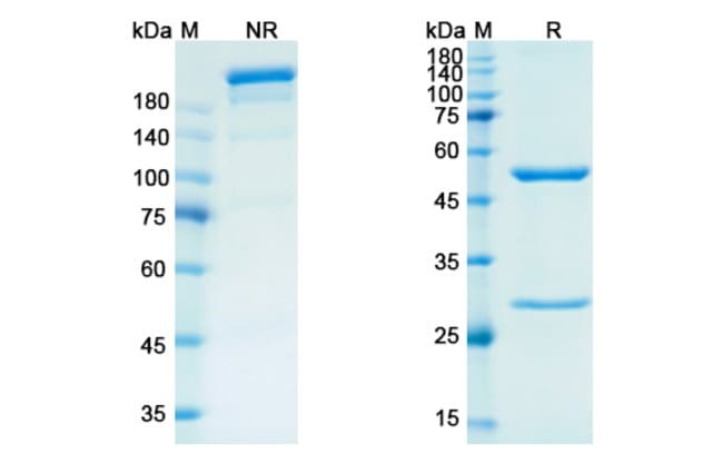 100UG EMACTUZUMAB ANTIBODY 100 UG