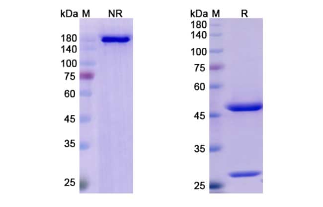 100UG LUMRETUZUMAB ANTIBODY 100 UG