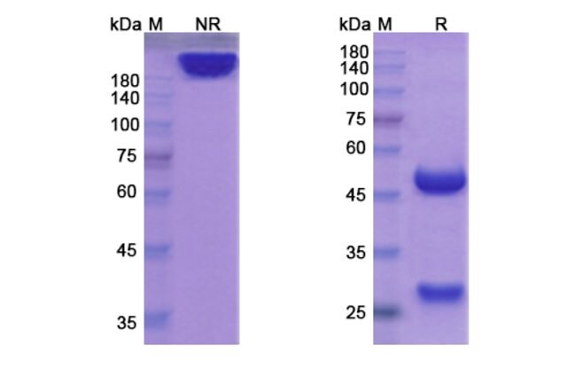 100UG BEGELOMAB ANTIBODY 100 UG