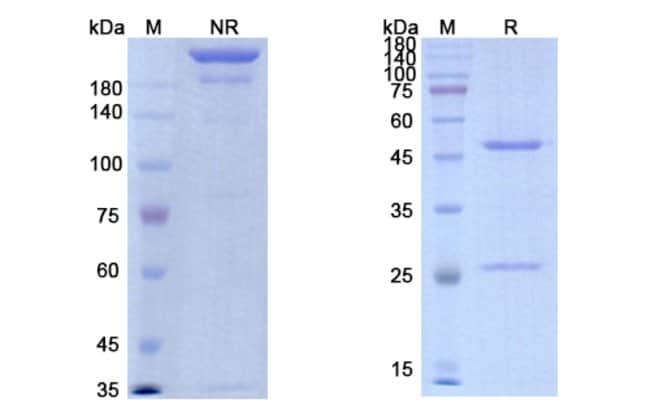 100UG IMALUMAB ANTIBODY 100 UG