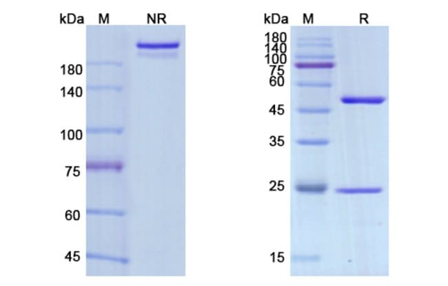 100UG AVELUMAB ANTIBODY 100 UG