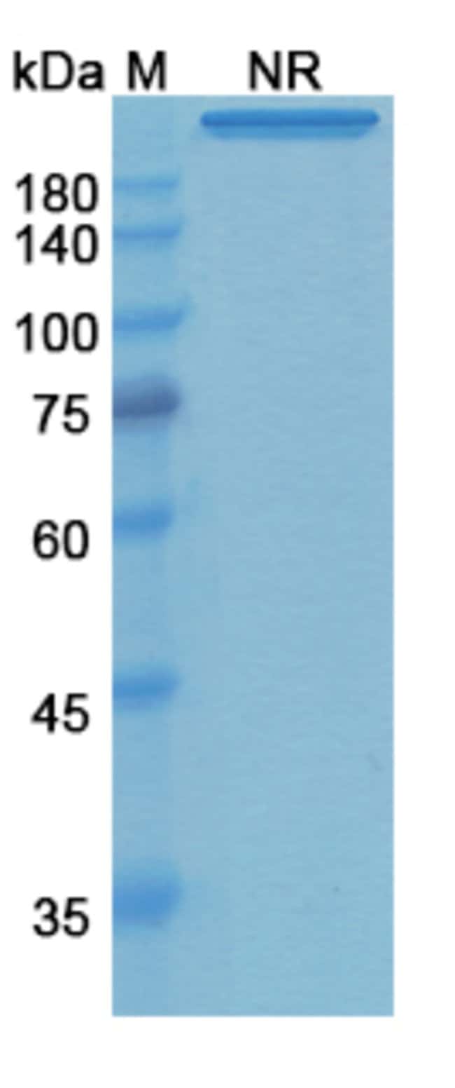 100UG REMTOLUMAB ANTIBODY 100 UG