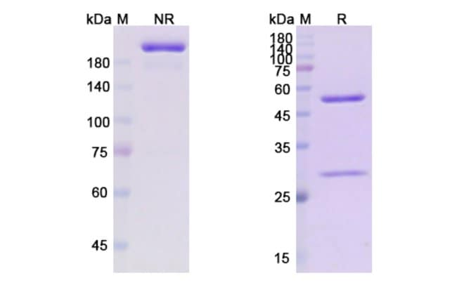 100UG OBEXELIMAB ANTIBODY 100 UG