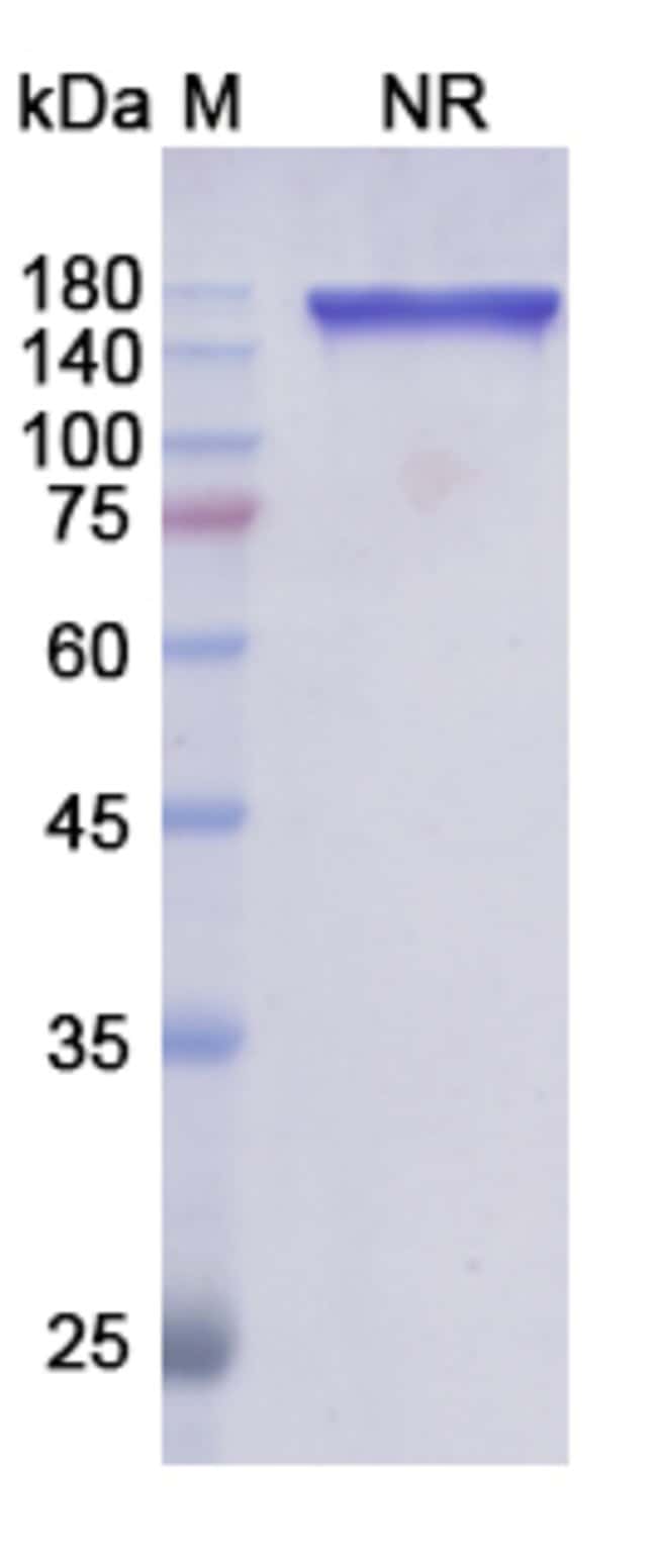 100UG TAFASITAMAB ANTIBODY 100 UG