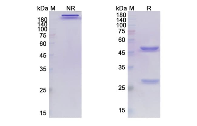 100UG ATEZOLIZUMAB ANTIBODY 100 UG