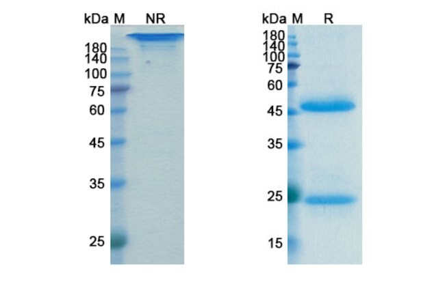 100UG LOKIVETMAB ANTIBODY 100 UG