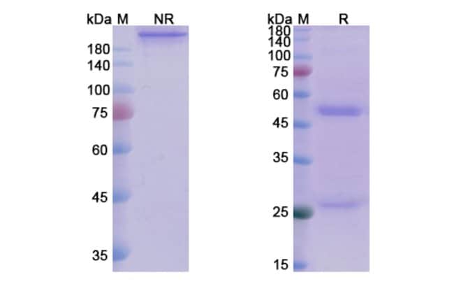 100UG ANDECALIXIMAB ANTIBODY 100 UG