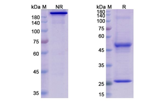100UG ELGEMTUMAB ANTIBODY 100 UG