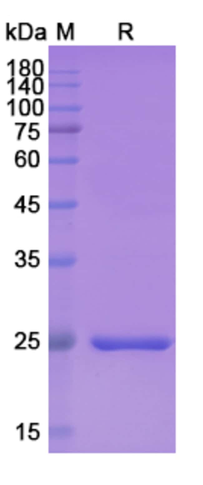 100UG BROLUCIZUMAB ANTIBODY 100 UG