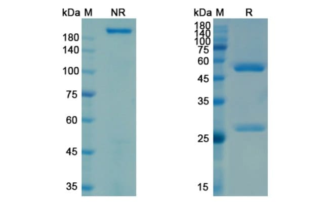 100UG LILOTOMAB ANTIBODY 100 UG
