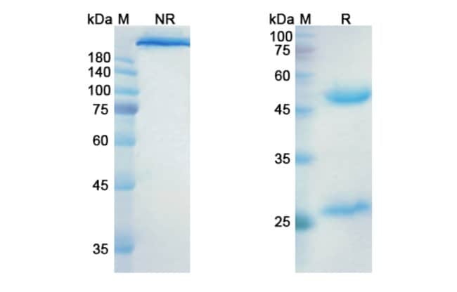 100UG INDUSATUMAB ANTIBODY 100 UG