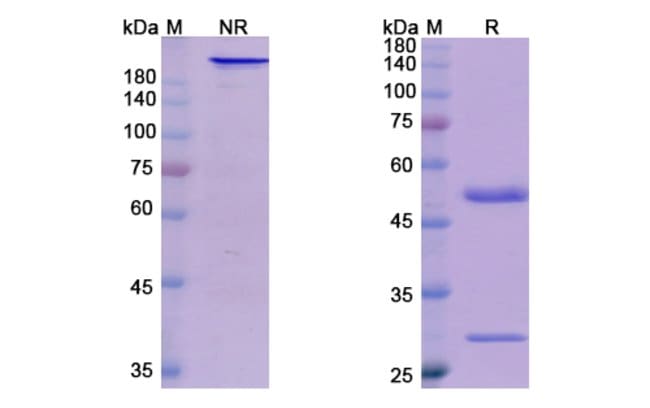 100UG BERMEKIMAB ANTIBODY 100 UG
