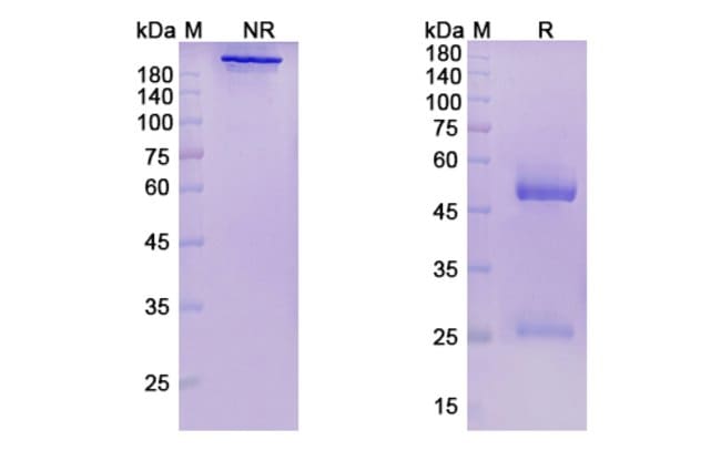 100UG PEPINEMAB ANTIBODY 100 UG