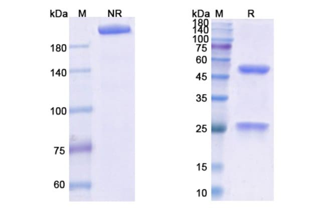 100UG OBILTOXAXIMAB ANTIBODY 100 UG