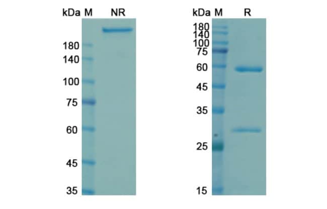 100UG NAVIVUMAB ANTIBODY 100 UG