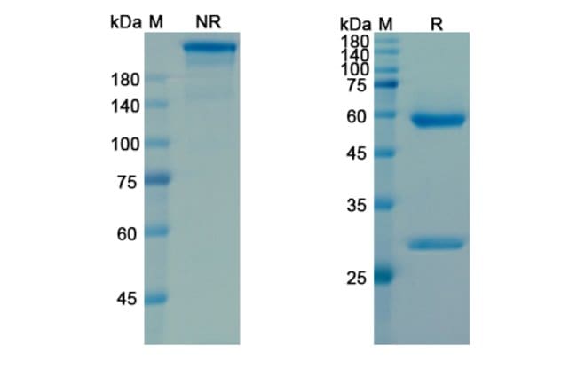 100UG PAMREVLUMAB ANTIBODY 100 UG