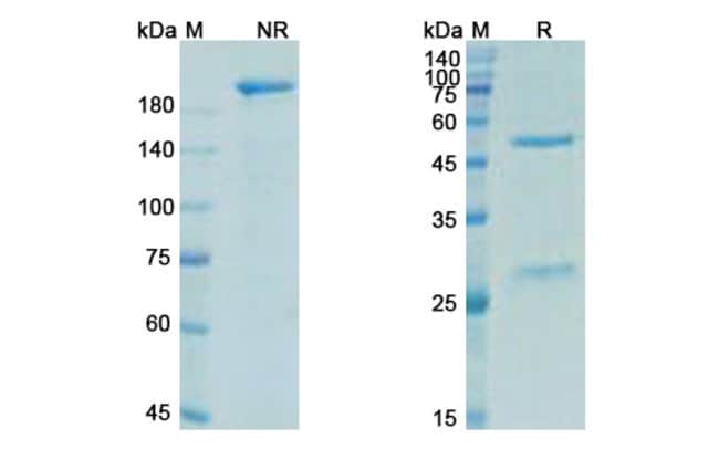 100UG TREVOGRUMAB ANTIBODY 100 UG