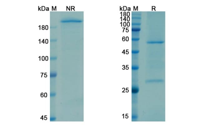 100UG OPICINUMAB ANTIBODY 100 UG