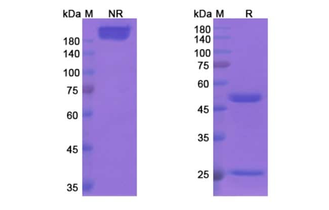 100UG CLIVATUZUMAB ANTIBODY 100 UG