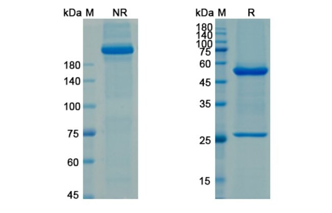 100UG ASCRINVACUMAB ANTIBODY 100 UG