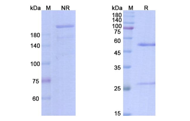 100UG BLESELUMAB ANTIBODY 100 UG