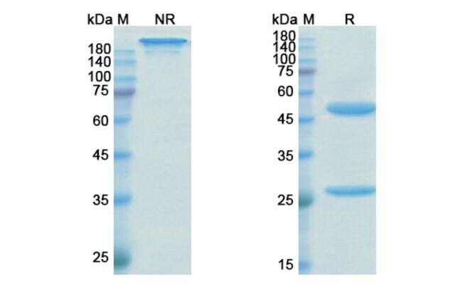 100UG EMICIZUMAB ANTIBODY 100 UG