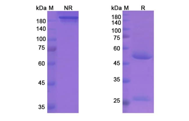 100UG PLOZALIZUMAB ANTIBODY 100 UG