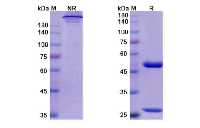 100UG RISANKIZUMAB ANTIBODY 100 UG
