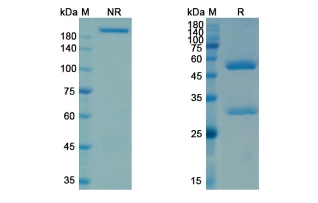 100UG IFABOTUZUMAB ANTIBODY 100 UG