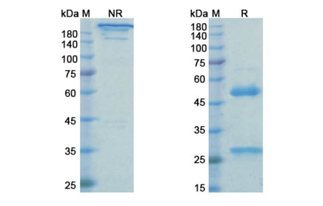 100UG RINUCUMAB ANTIBODY 100 UG