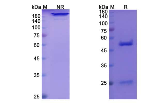 100UG AFASEVIKUMAB ANTIBODY 100 UG