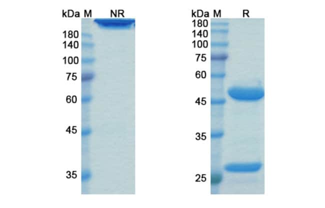 100UG LANDOGROZUMAB ANTIBODY 100 UG