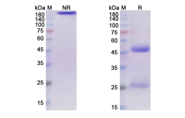 100UG TILAVONEMAB ANTIBODY 100 UG