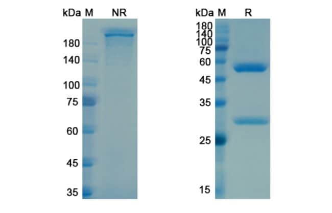 100UG CABIRALIZUMAB ANTIBODY 100 UG