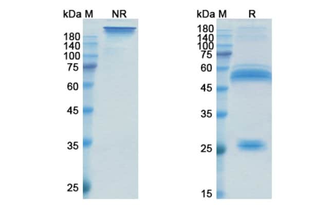 100UG XENTUZUMAB ANTIBODY 100 UG