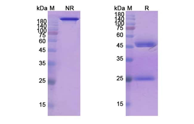 100UG REFANEZUMAB ANTIBODY 100 UG
