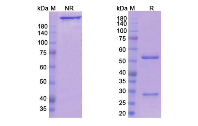 100UG CROTEDUMAB ANTIBODY 100 UG