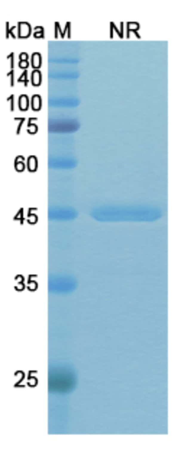 100UG RIVABAZUMAB ANTIBODY 100 UG