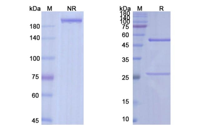 100UG NAVICIXIZUMAB ANTIBODY 100 UG