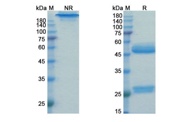 100UG PREZALUMAB ANTIBODY 100 UG