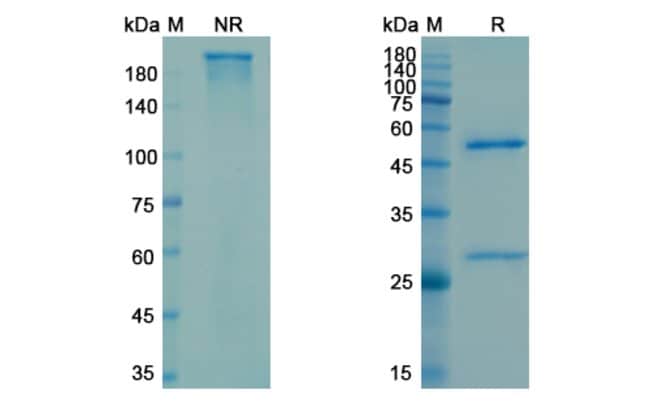 100UG CAROTUXIMAB ANTIBODY 100 UG