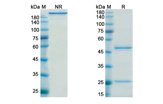 100UG TIMOLUMAB ANTIBODY 100 UG