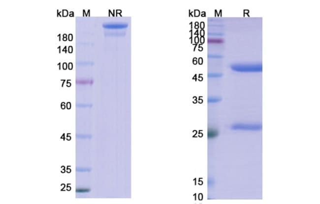 100UG LANADELUMAB ANTIBODY 100 UG