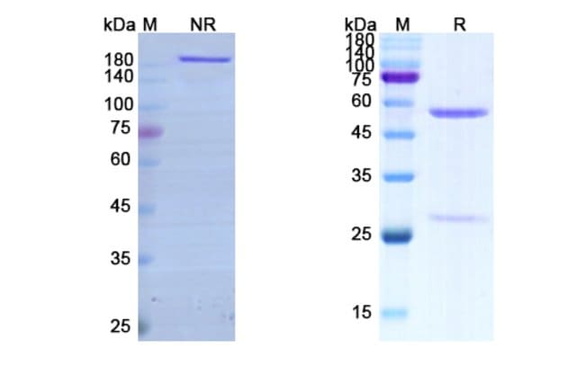 100UG VONLEROLIZUMAB ANTIBODY 100 UG