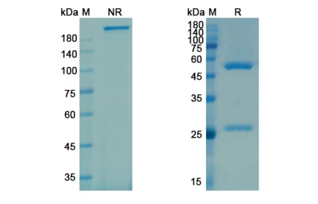 100UG GALCANEZUMAB ANTIBODY 100 UG