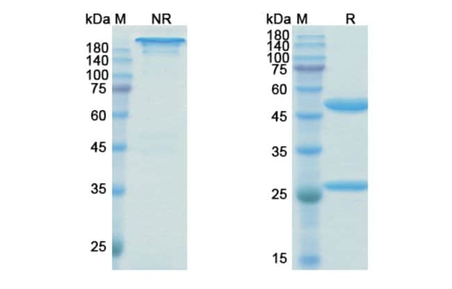 100UG BIRTAMIMAB ANTIBODY 100 UG
