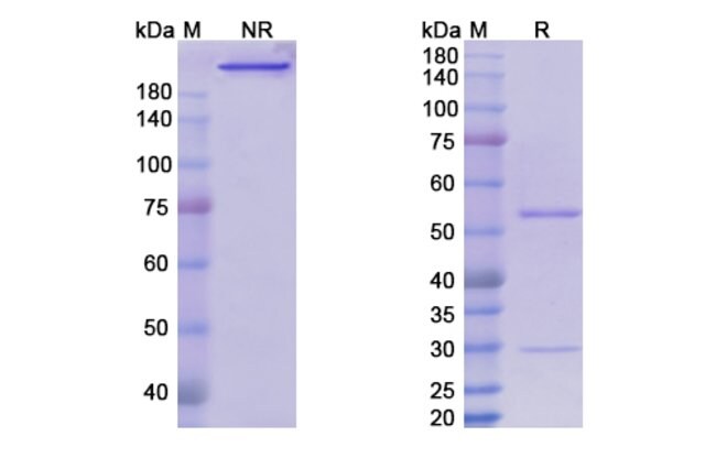 100UG SETRUSUMAB ANTIBODY 100 UG