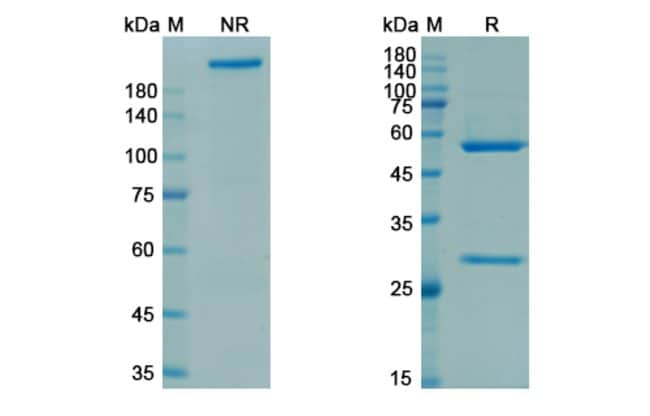 100UG ROZANOLIXIZUMAB ANTIBODY 100 UG